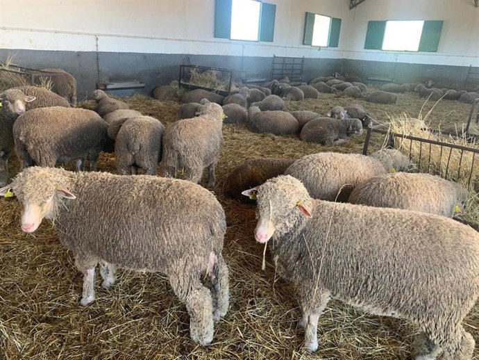 Archivo - El plazo para adquirir ganado Merino Precoz de la Diputación de Cáceres está abierto hasta el 29 de marzo