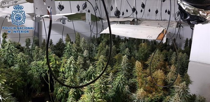 Nota De Prensa: "La Policía Nacional Realiza Cuatro Operativos Contra Las Plantaciones De Marihuana A Gran Escala En Viviendas Donde Incautan Más De 800 Plantas"