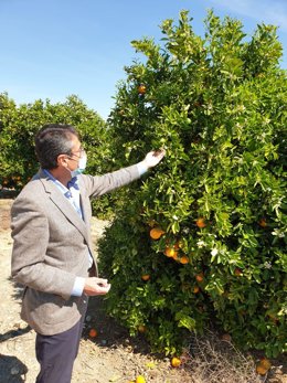 El delegado territorial de Agricultura, Ganadería y Pesca, Fernando Fernández Tapia-Ruano, durante una visita a una empresa de cítricos
