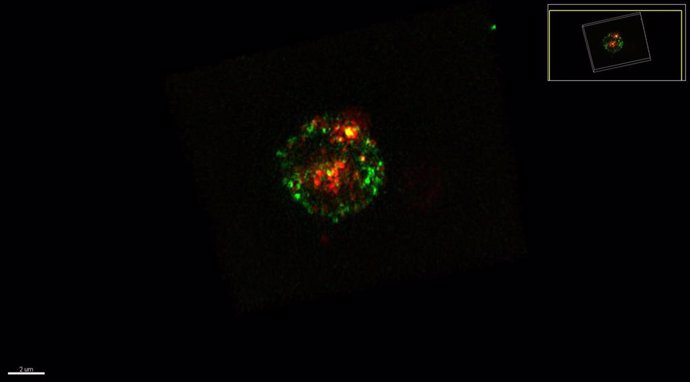 Distribución de MHC de clase II (en verde) y de CD80 (en rojo) sobre la superficie de un linfocito T tras tomarlos de una célula presentadora de antígeno.