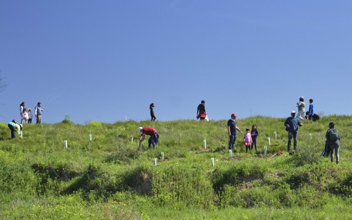 Plantación participativa en Isla de Tercia