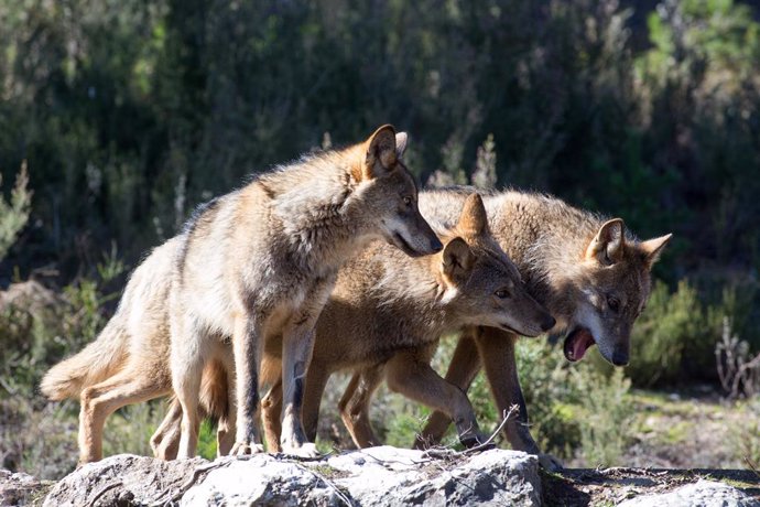 Archivo - Lobos ibéricos