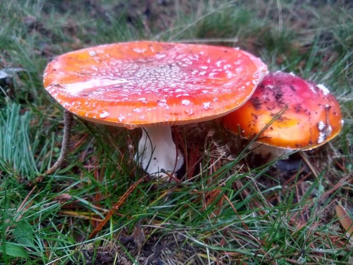 Archivo - Imagen de recurso de una seta.