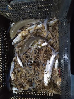 Captura con medios ilegales de pesca en el Bajo Guadalquivir