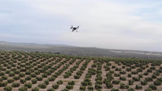 Un dron sobrevuela olivares en el simulacro.