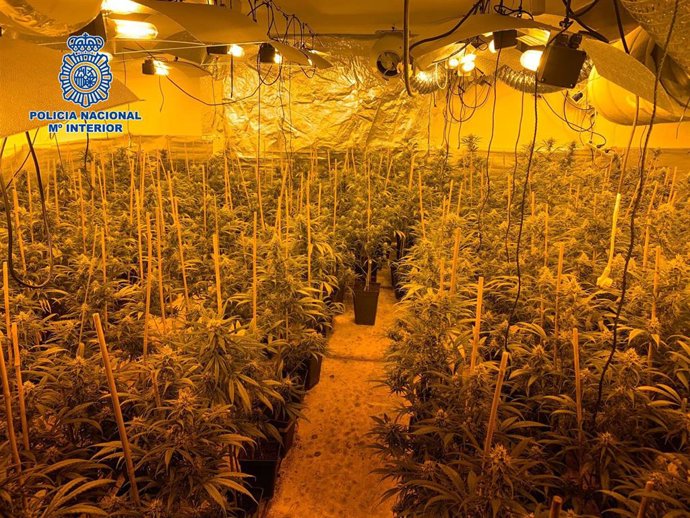 La Policía Nacional desmantela una plantación de marihuana en un chalé de Olías del Rey.