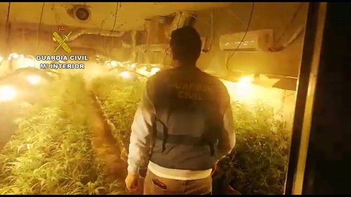 Plantación de marihuana intervenida en la provincia de Cádiz