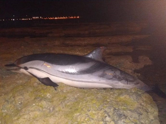 Encontrado el cadáver de un delfín listado (Stenella coeruleoalba) en el frente litoral del barrio de San Roque, en Torrevieja