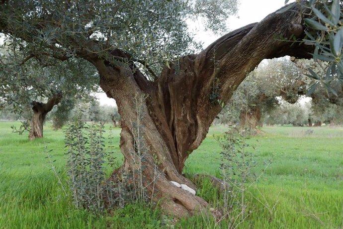 Foto de un olivar tradicional