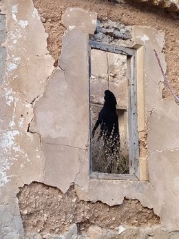 El animal apareció colgado de una viga