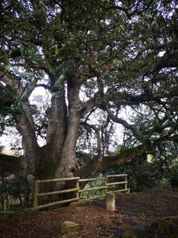 La carrasca de Lecina.