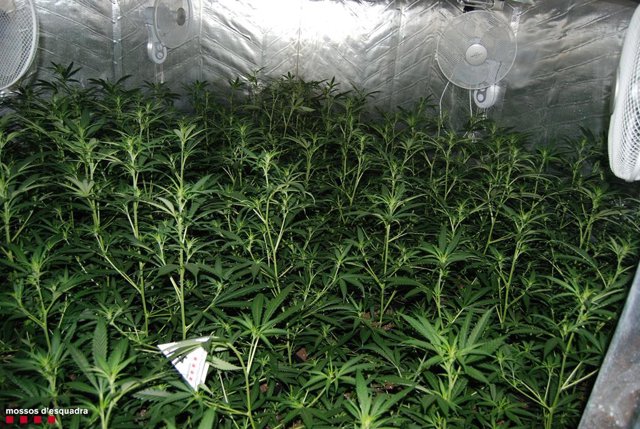 Plantes de marihuana interceptades al Catllar (Tarragona).