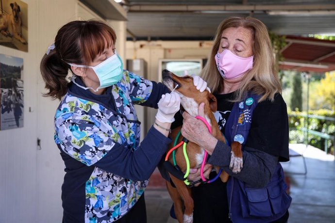 El Ayuntamiento de Málaga impulsa un nuevo protocolo para combatir el abandono y maltrato de perros