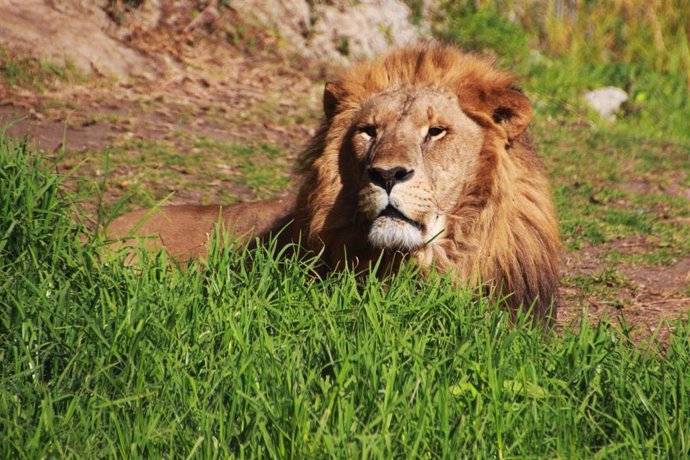 Archivo - León en Selwo Aventura de Estepona (Málaga)