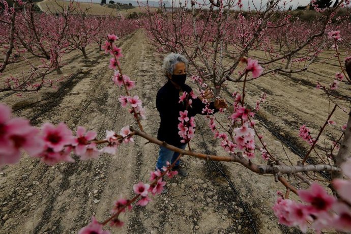 Floración de los árboles de Cieza, en Murcia