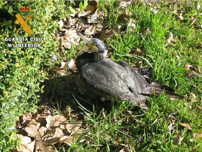 Imagen del ave herida y rescatada en el sendero verde