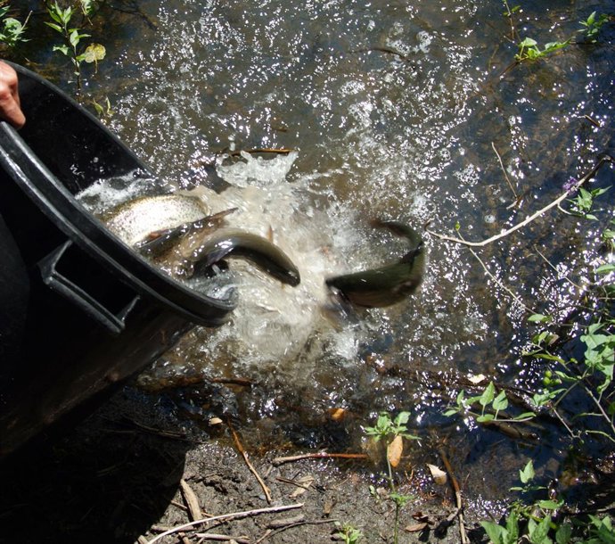 Archivo - [Grupomadrid] Nota De Prensa, Foto Y Audio (De Luis Del Olmo): La Comunidad De Madrid Inicia La Temporada De Pesca Con La Suelta De Truchas Arcoíris En El Coto De Molino De La Horcajada