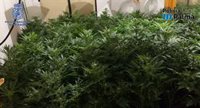 Desmantelan en Palma un punto de cultivo y venta de marihuana y detienen a un joven