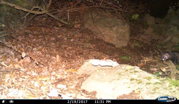 Imagen de un turón en el Paratge Natural de l'Albera (Girona)