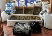 Dos detenidos en Córdoba tras desmantelar una plantación con más de 1.600 plantas de marihuana