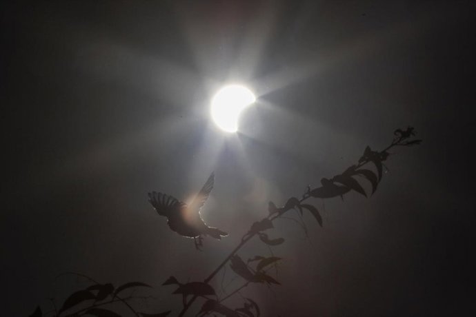 Archivo - Eclipse anular de Sol de diciembre de 2019