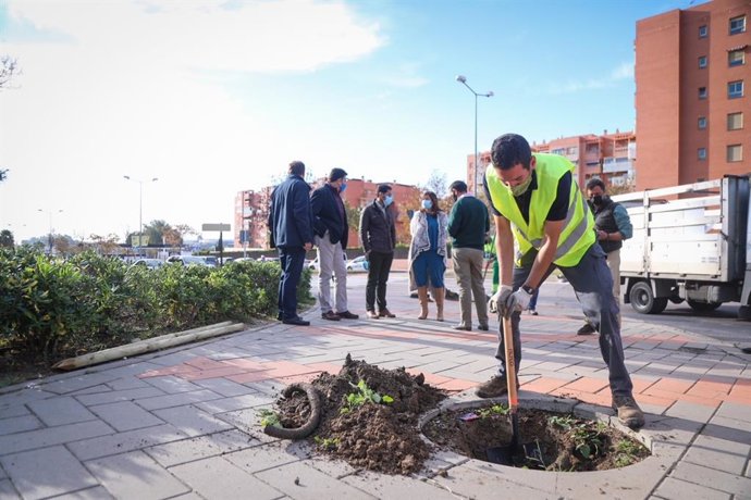 Archivo - Plantación de árboles en Málaga