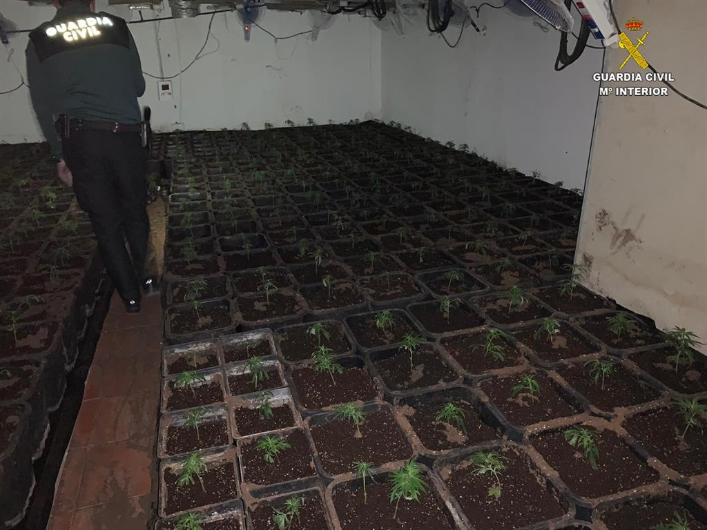 They dismantle an indoor crop with 435 marijuana plants in Lebrija (Seville)