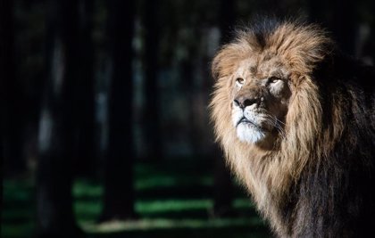 Las autoridades ugandesas investigan la muerte de seis leones protegidos  tras un presunto envenenamiento