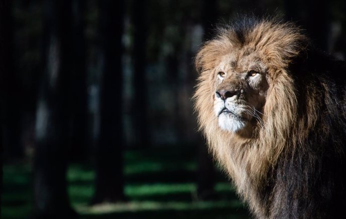 08 March 2021, Lower Saxony, Hodenhagen: A lion stands inside its enclosure at Serengeti Park, which has been reopened for visitors again amid a relaxation in the coronavirus restrictions. Photo: Julian Stratenschulte/dpa