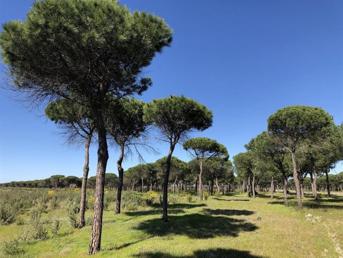 Np Cagpds  Desarrollo Sostenible Invierte Este Año 85M En Trabajos De Prevención Para Proteger Los Bosques Andaluces