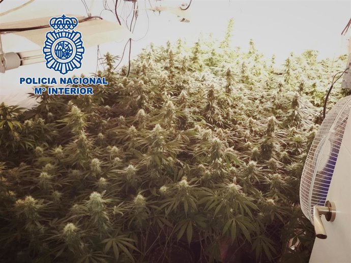 Nota De Prensa E Imágenes: "La Policía Nacional Aprehende 105 Kilos De Marihuana En El Interior De Una Vivienda De El Ejido"