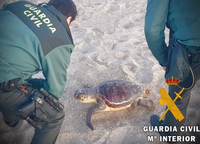 Tortuga boba recuperada por la Guardia Civil y Equinac.