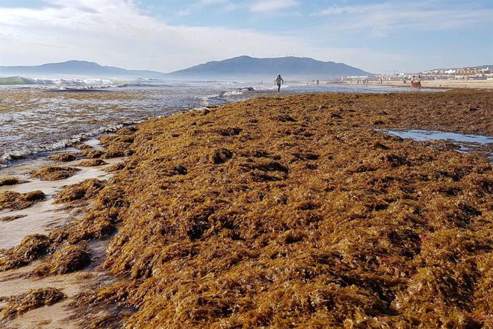 Archivo - Alga asiática