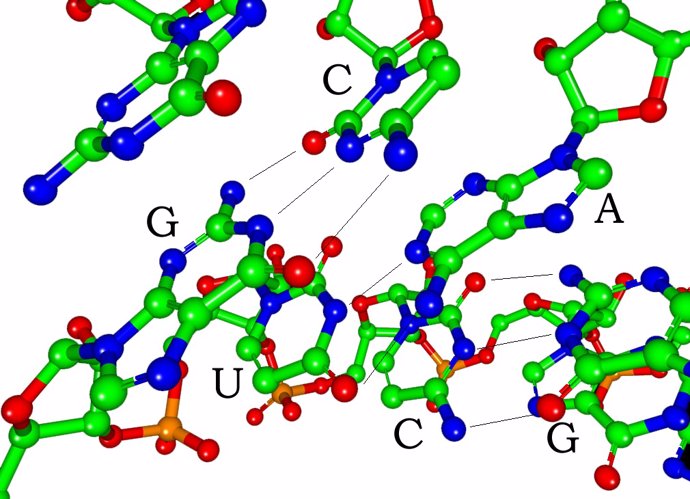 Archivo - Química del ARN