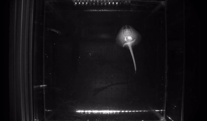 Investigadores de la Universidad de Nueva York descubrieron que los pequeños patines, que se escabullen por el fondo del mar con dos aletas parecidas a patas, utilizan las mismas neuronas motoras y genes que ayudan a los humanos y a otros vertebrados te