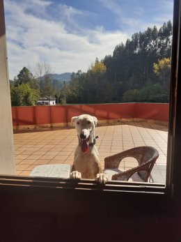 Archivo - Perro, galgo, mascota en casa rural