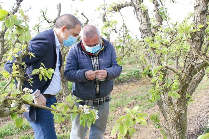 José Crespín y Pere Roqué en un campo de frutales de Lleida dañado por las heladas.