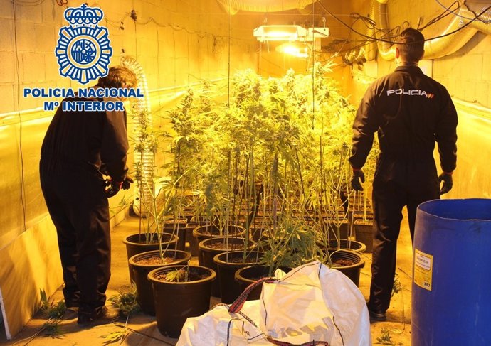 Habitáculo con plantación de marihuana localizado por la Policía Nacional