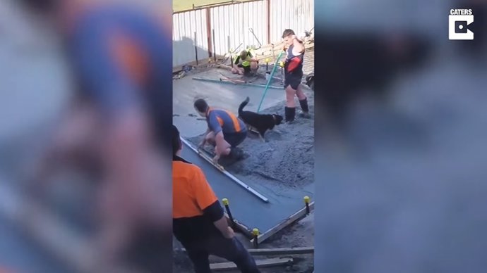 Obreros colocan cemento fresco sin imaginar que un curioso perro retrasaría su trabajo