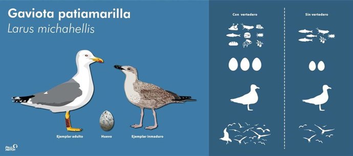 El Imedea investiga cómo los cambios en los vertederos ha influido en las gaviotas.