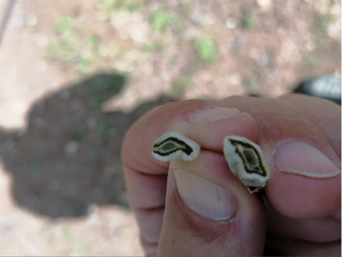 Daños en almendras.