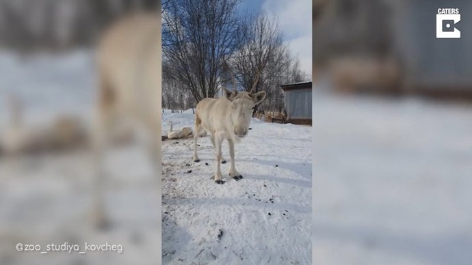 Una mujer logra capturar en vídeo el baile de un reno antes de que se diera cuenta y actuara normal