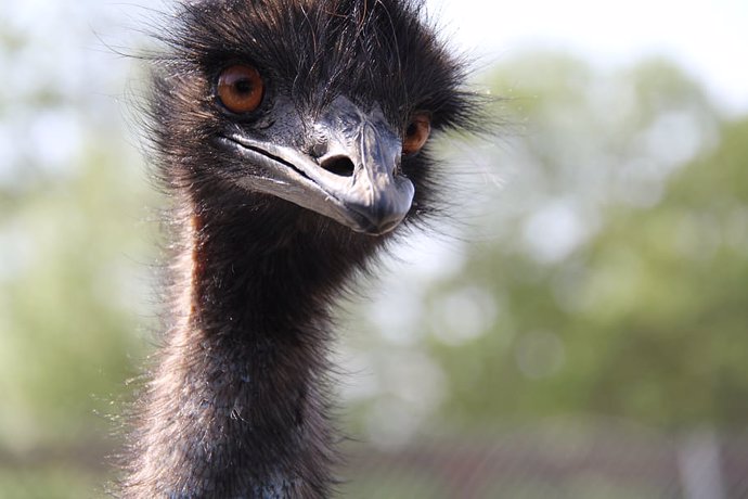 el emú, un ave de gran tamaño en Australia,