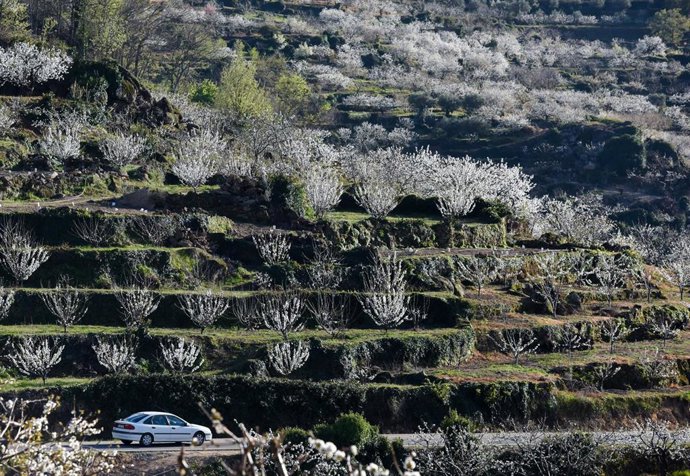 Cerezos en flor en el Valle del Jerte 