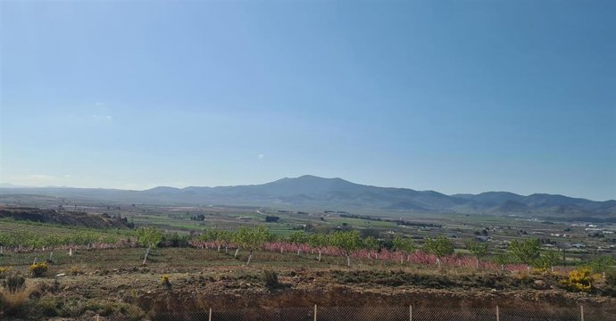 Monte de la Cuesta de La Almunia de Doña Godina.