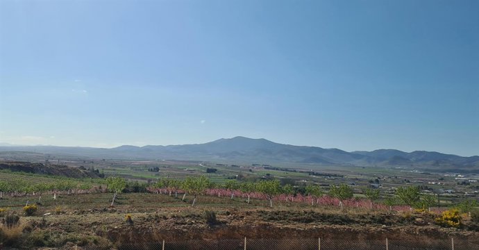 Monte de la Cuesta de La Almunia de Doña Godina.