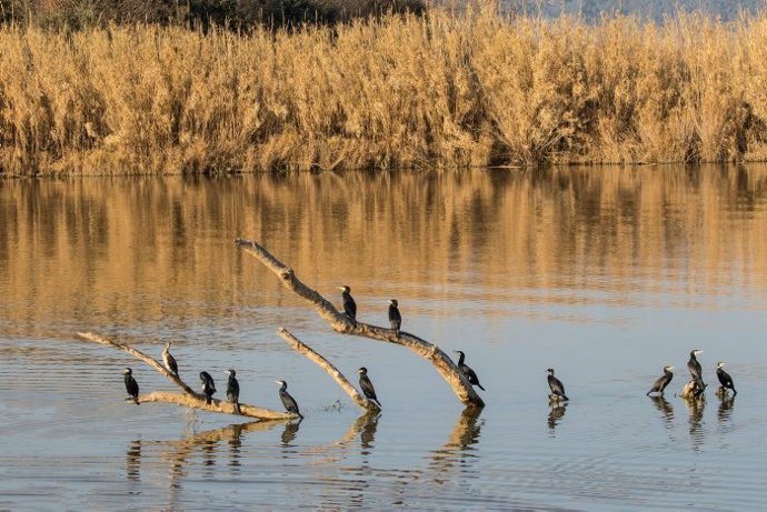 Aves hivernantes en el Baix Ter (Girona)