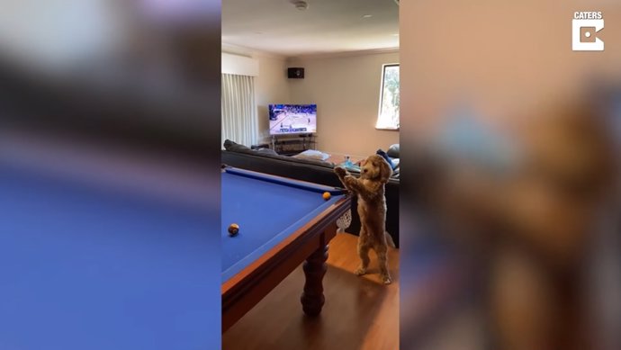 Este perro asiste a su dueño durante una partida al billar metiendo la bola en una de las troneras