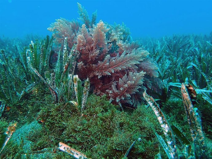 Archivo - Alga invasora