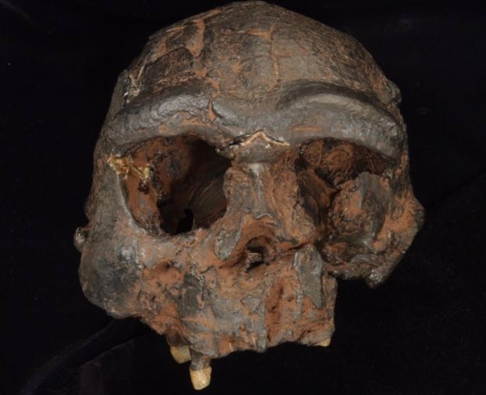 Réplica del cráneo de Homo erectus de Java